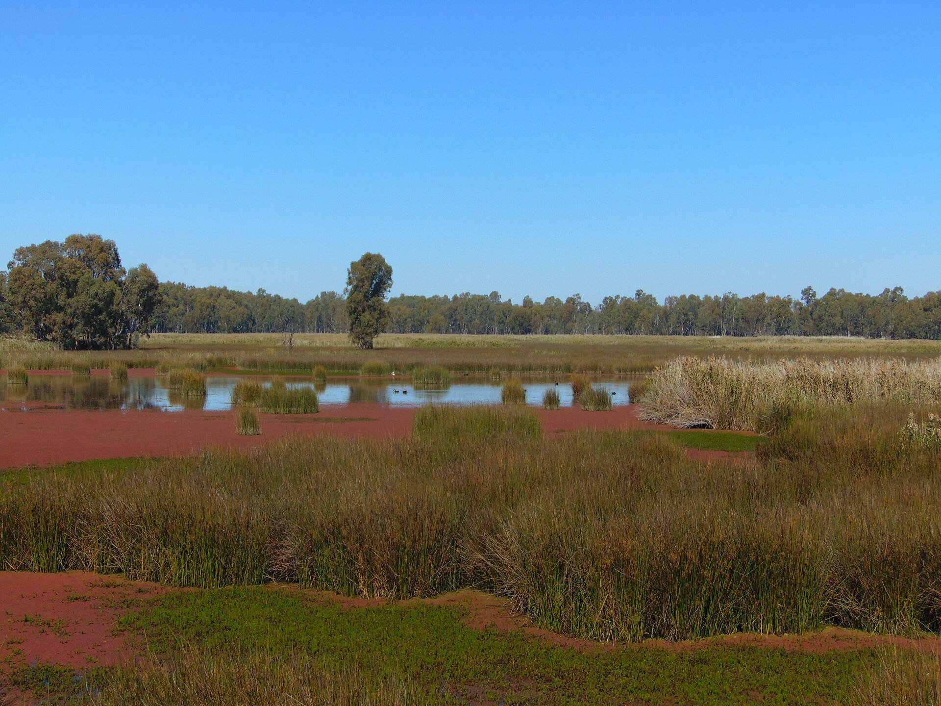 9 Riverland Wetlands for Birdwatching