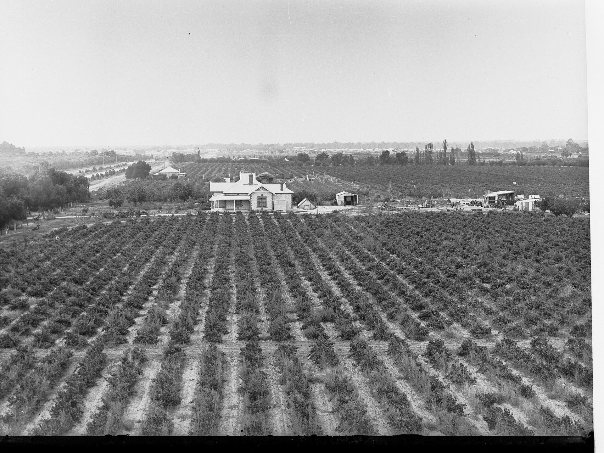 Salena Estate Wines