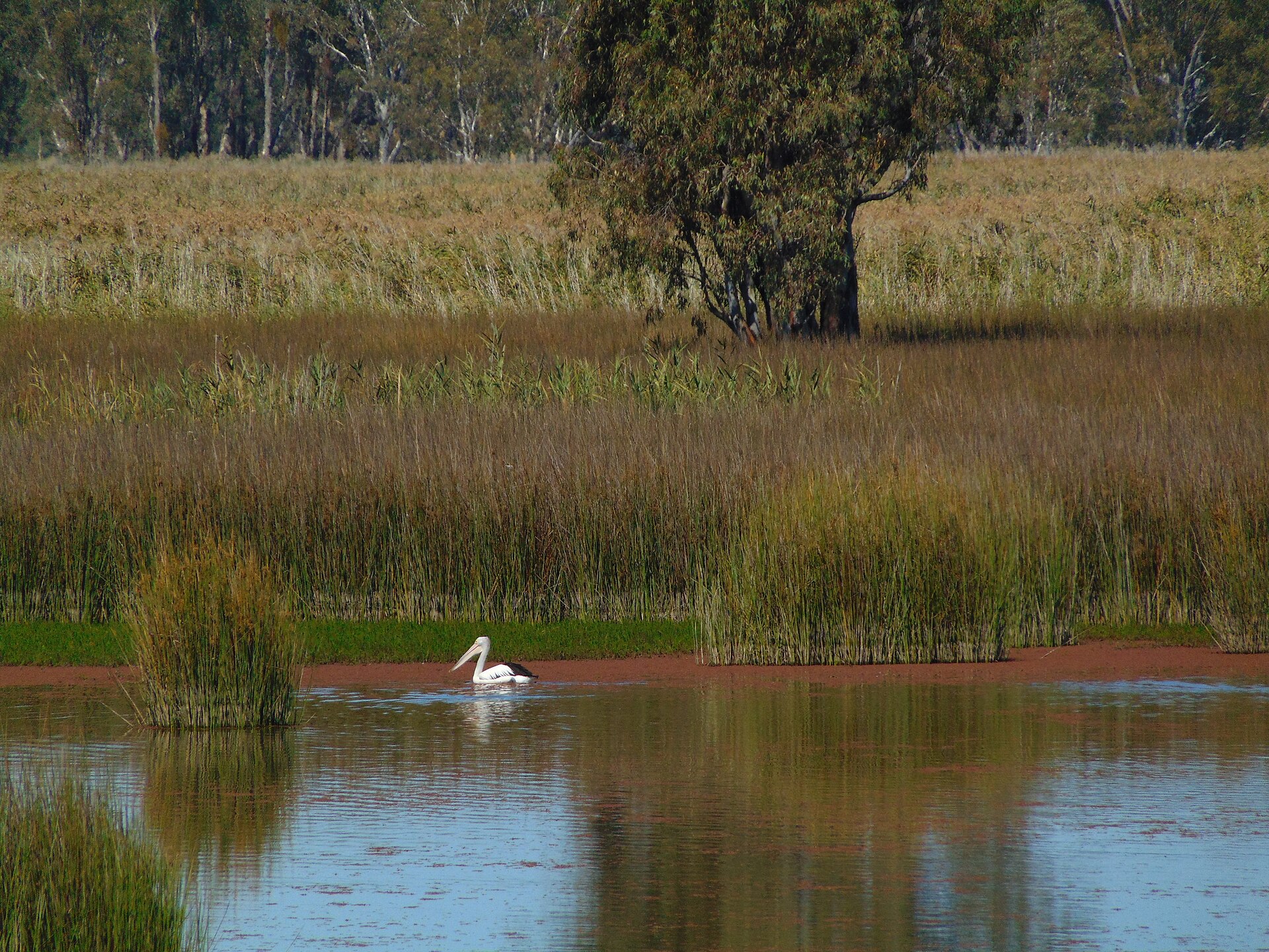 Wetlands and wildlife of the Riverland