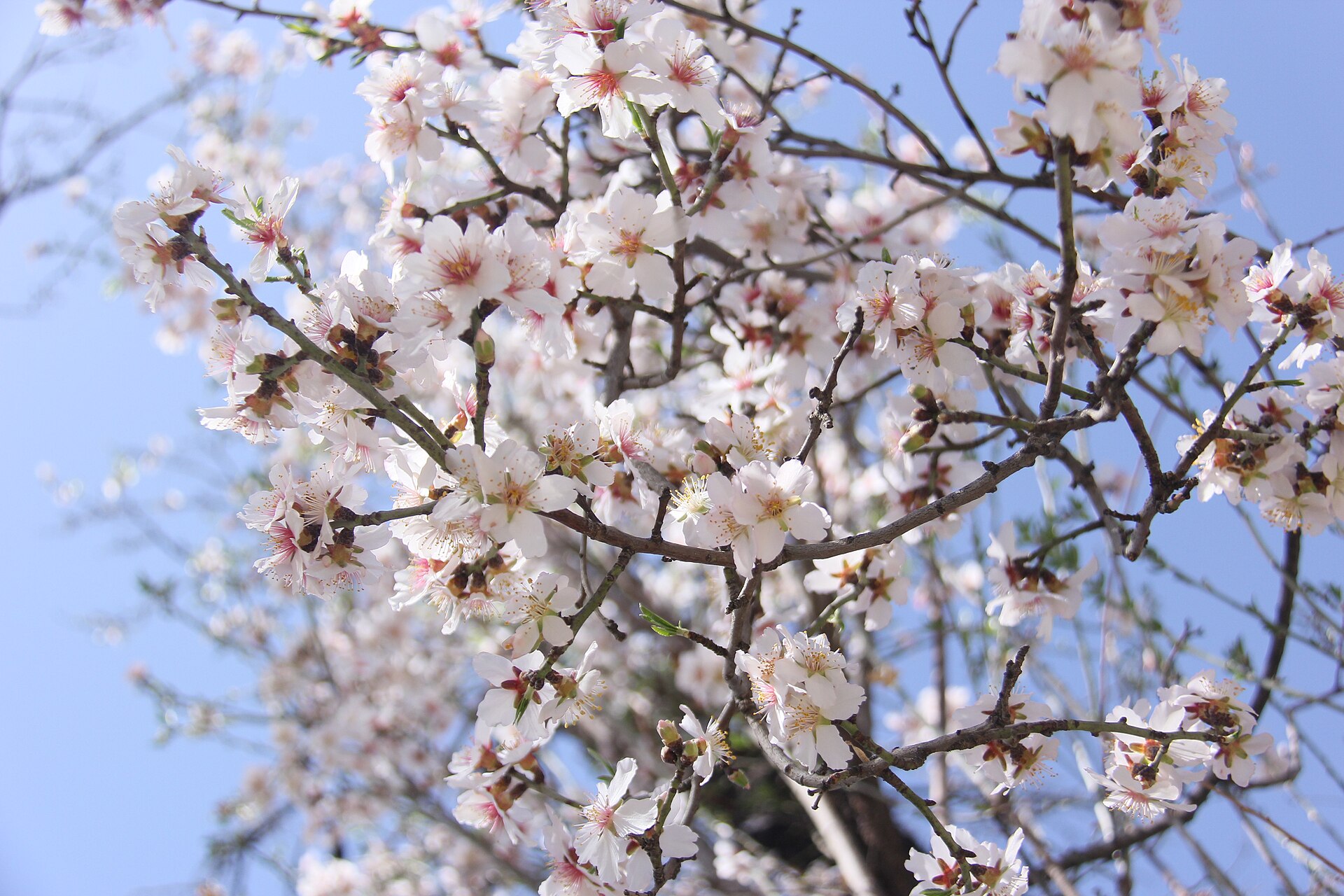 When the Almond Trees Bloom