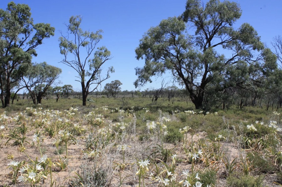 Mallee Country: The Riverland Beyond the River