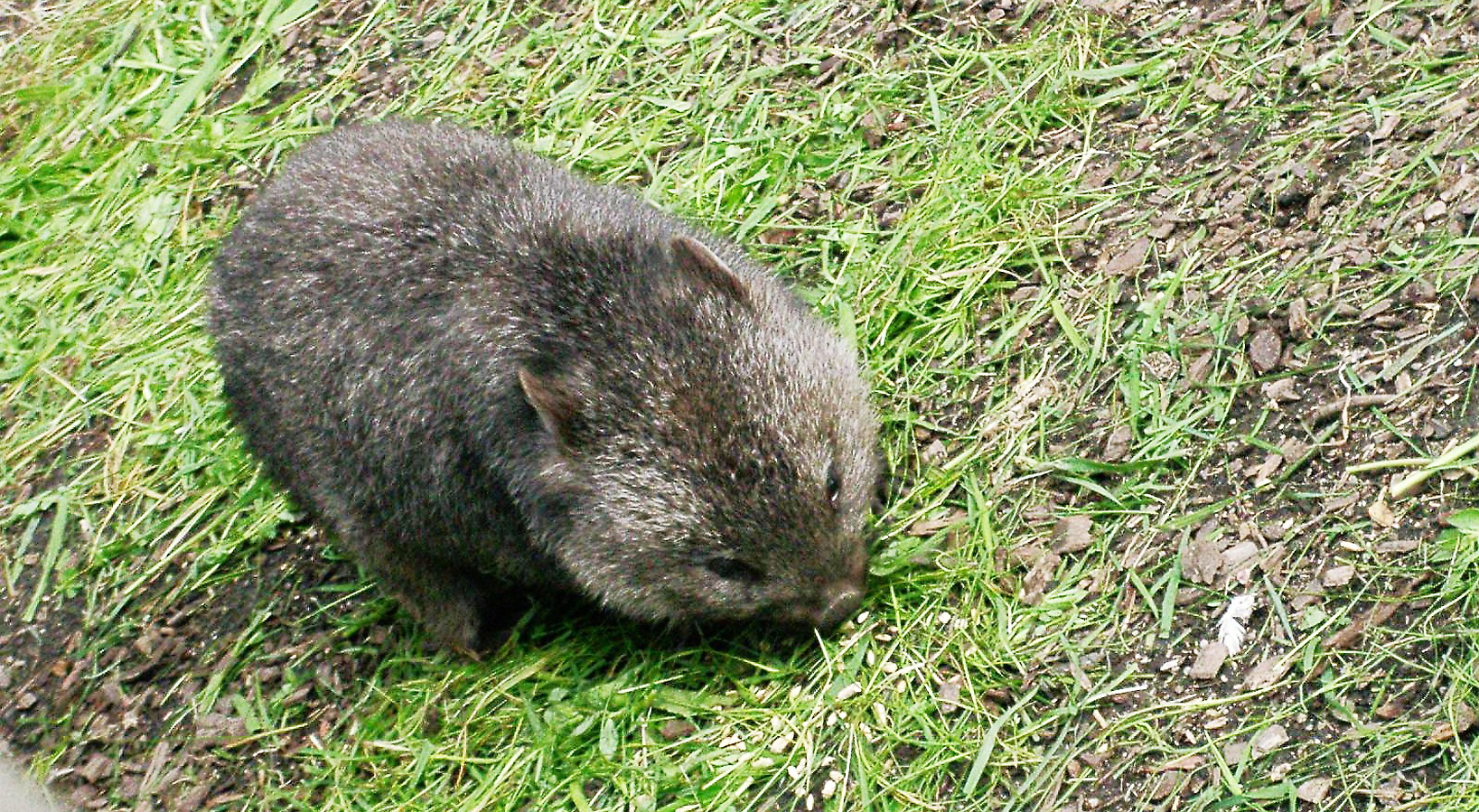 Wombat Country: The Riverland's Master Burrowers